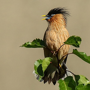 Brahminy Starling